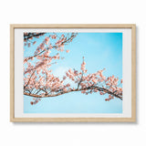 Framed wall art featuring pink cherry blossom branches against a bright blue sky, shown in a light natural wood frame with a white mat on a white background.