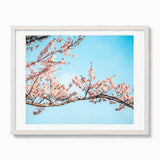 A framed art print featuring pink cherry blossom branches against a bright blue sky, presented in a light-colored wooden frame with a white mat on a white background.
