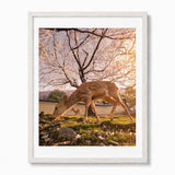 A framed photographic print of a deer grazing in a grassy field under blooming cherry blossom trees at Nara Park Japan, presented in a white frame against a light gray background.