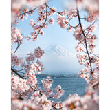 Cherry Blossoms at Mount Fuji