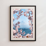 Cherry Blossoms at Mount Fuji