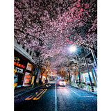 One Fine Night Under the Sakura