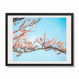 A framed art print featuring pink cherry blossom branches against a bright blue sky, presented in a black frame with a white mat on a white background.