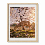 Framed wall art featuring a deer grazing in a grassy field under blooming cherry trees at at Nara Park Japan, shown in a light wood frame with a white mat on a white background.