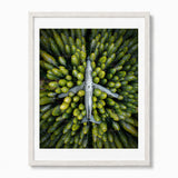 A framed art print featuring an aerial photograph of a grey airplane sitting in a dense green forest, presented in a white frame.