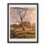 A black framed photographic print of a deer grazing in a grassy field under cherry blossoms in Nara Park Japan.